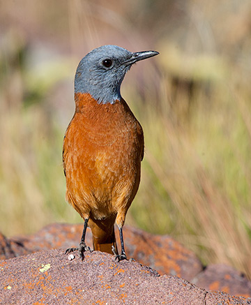 Cape Rock Thrush